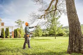 Best Leaf Removal  in Eldorado, TX
