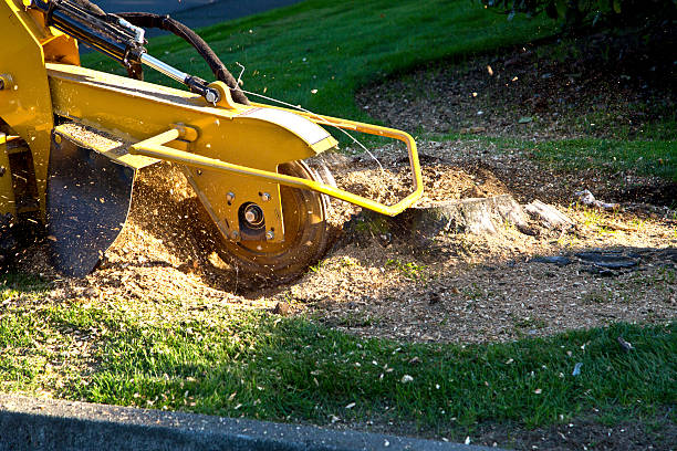 Best Tree Trimming and Pruning  in Eldorado, TX