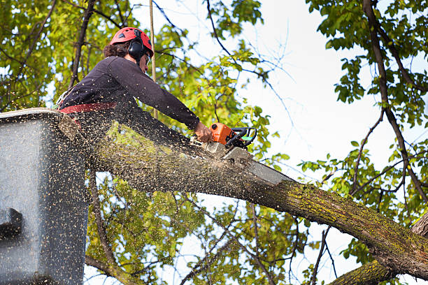 Best Tree Cabling and Bracing  in Eldorado, TX